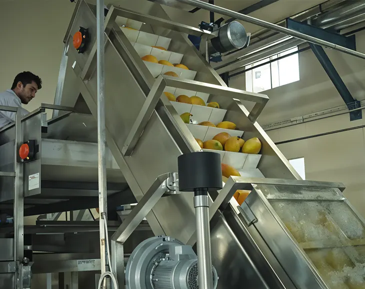 Fruit Elevator & Destoner for mango processing